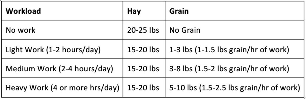 مخطط لتغذية حصانك حسب وزنه