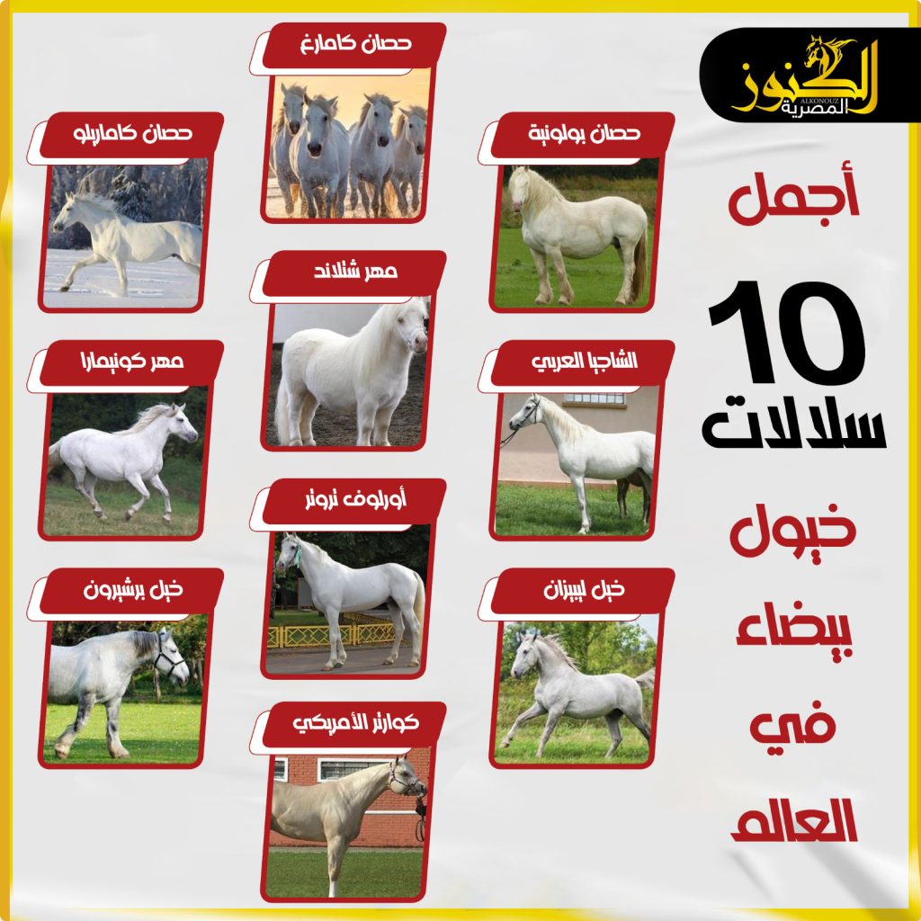 أجمل 10 سلالات خيول بيضاء في العالم (انفوجراف)