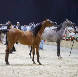 زايد بن حمد في ختام بطولة الإمارات لمربي الخيول العربية