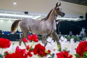 «المزن» أجمل مهرات افتتاح بطولة الإمارات لمربي الخيول العربية