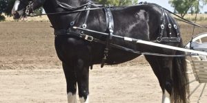 الحصان "شاير" أشهر خيول الجر.. حقق أرقامًا قياسية عالمية.. تفاصيل