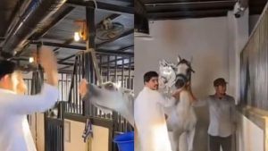 فيديو.. مشهد يكشف غيرة الخيول العربية من بعضها.. فيديو 
