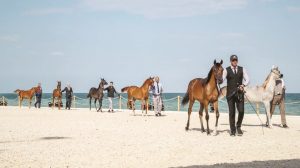 المهرة «وجود الباهية» الأجمل في اليوم الأول من بطولة الظفرة للخيول العربية