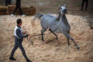 "سومر".. مهرجان الخيول العربية ينطلق في بغداد بعد توقفه 40 عاما