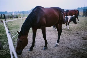 رمز للثروة والهيبة.. الخيول العربية من أشهر السلالات بالعالم .. تعرف على أبرز صفاتها