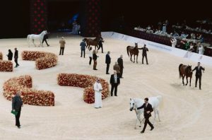 خيول الإمارات تواصل تألقها يبطولة أبوظبي الدولية لجمال الخيل العربية