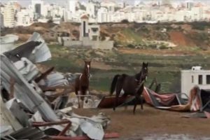 فيديو..شاهد لحظات فزع وهروب الخيول في فلسطين .. جيش الاحتلال يهدم مركز فروسية رام الله