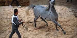 بغداد تفحص جمال الخيول العربية في مهرجان سومر الدولي