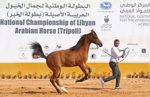 بطولة جمال الخيول العربية تضرب الانقسامات في ليبيا