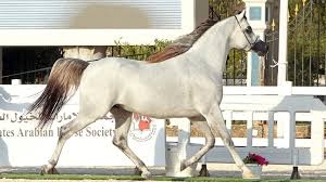 جمعية الإمارات للخيول العربية