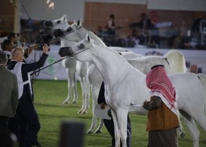 انطلاق بطولة جمال الخيول المصرية والسعودية بالرياض 2024.. اليوم