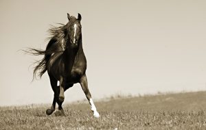 كيف تحافظ على صحة حصانك ليعيش طويلا؟