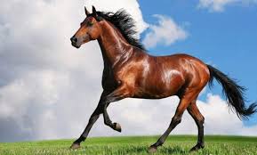  الخيول العربية