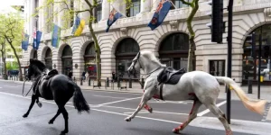 كلاكيت تاني مرة.. خيول الجيش البريطاني تثير الفوضى بشوارع لندن بعد هروبها من التدريبات