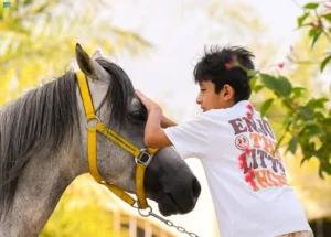 جمال الخيل العربية الأصيلة يجذب أهالي وزوار الباحة بمحافظة العقيق السعودية