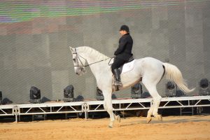 انطلاق مهرجان الخيول العربية الثامن والعشربن بالشرقية.. بمشاركة 4 دول عربية