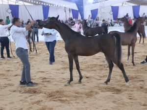 شاهد.. لقطات من انطلاق مهرجان الخيول العربية في الشرقية |فيديو