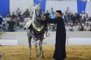 تعرف على النتائج النهائية لمسابقات جمال الخيل بمهرجان الشرقية