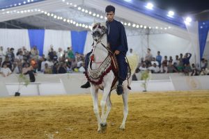 انطلاق مهرجان الخيول العربية الثامن والعشربن بالشرقية.. بمشاركة 4 دول عربية