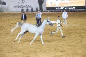  الحصان فزاري حورس يينتزع ذهبية بطولة الطلائق بمهرجان جمال الخيل بالشرقية