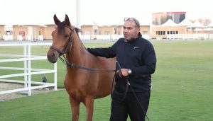 الاتحاد الملكي البحريني للفروسية وسباقات القدرة ينظم دورة مدربي خيل الجمال العربية