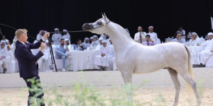 تتويج الفائزين في ختام بطولة الإمارات لمربي الخيل العربية في أكاديمية بوذيب