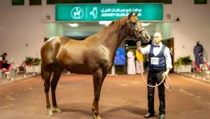 انطلاق مزاد نادي سباقات الخيل السنوي بالسعودية.. بداية من 24 وحتى 27 نوفمبر الجاري