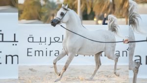 بطولة الإمارات لمربي الخيل العربية تعزز المنافسة بجوائز بقيمة 3 ملايين درهم