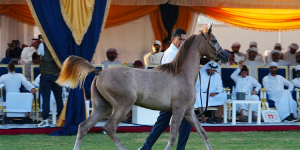 10.4 مليون درهم مبيعات مزاد عجمان للخيول العربية