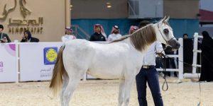 كل ماتريد معرفته عن مسابقة جمال الخيول العربية بالرياض