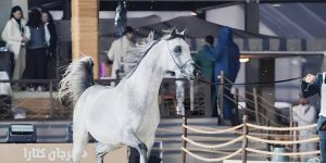 غداً إنطلاق بطولة الخيل الجزيرية الأصيلة أولي محطات مهرجان كتارا الدولي للخيل العربية 2025