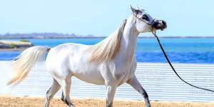 غدا انطلاق بطولة الظفرة لجمال الخيل العربية 2025