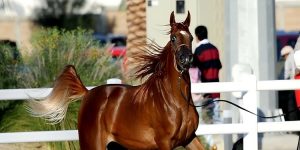 بمشاركة 75 من الخيول ننشر لكم أسماء الخيول المشاركة بمزاد الشارقة للخيول العربية الثلاثاء القادم