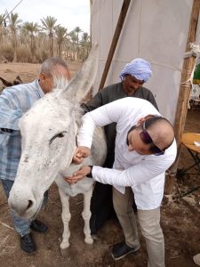 الزراعة تواصل رعاية الحيوانات في المناطق الاثرية وتعالج وتفحص 1772 رأس من الخيل والإبل بمنطقة سقارة