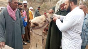 الزراعة تواصل رعاية الحيوانات في المناطق الاثرية وتعالج وتفحص 1772 رأس من الخيل والإبل بمنطقة سقارة